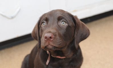 Chocolate Lab Dog Names: 320 Best Names for Brown Labradors - PetPress