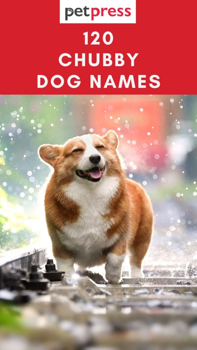 chubby-dog-names
