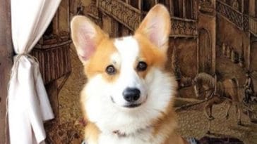 corgi