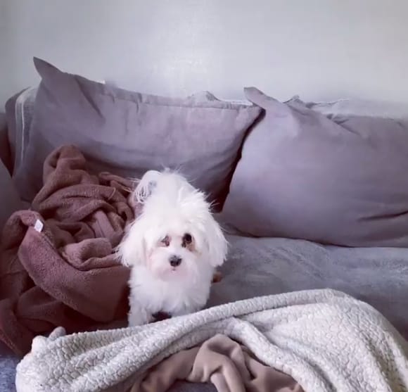 15 Reasons Why You Should Never Own Cotons de Tuléar PetPress