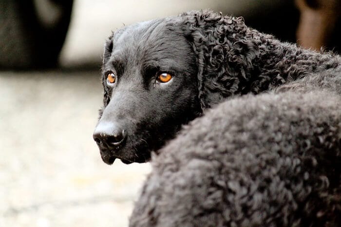 230 Best Curly-Haired Dog Names - PetPress