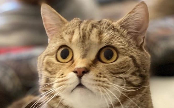 125 Classic Spanish Male Cat Names 125-classic-spanish-male-cat-names
