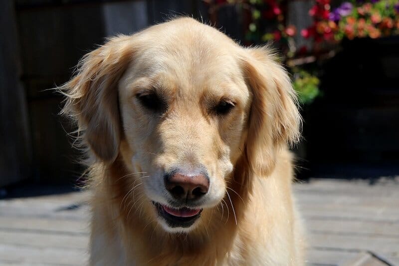 150 Popular Female Golden Retriever Names - PetPress