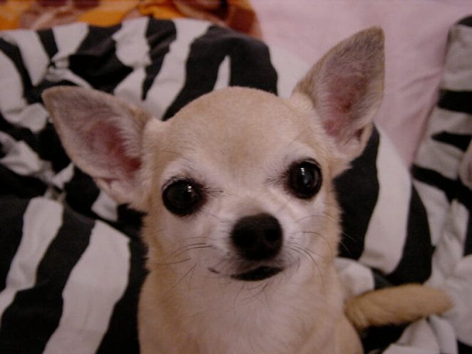 Chihuahua Dog Names - Over 500 Gorgeous Ideas! - PetPress
