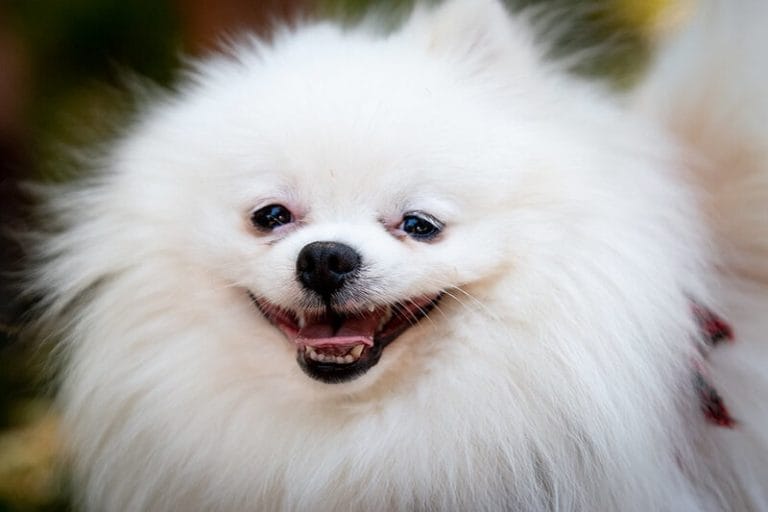 500 White Dog Names - Popular Male and Female Names - PetPress