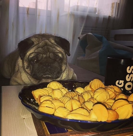 100+ Funny And Hilarious Food Dog Names For Male And Female Dogs