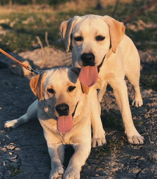 30+ Unique Yellow Labrador Dog Names For Female Puppies PetPress