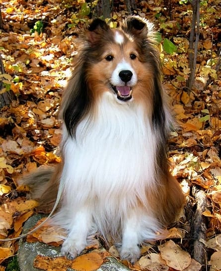 35 Southern Female Dog Name Ideas PetPress 35-southern-female-dog-name-ideas-petpress