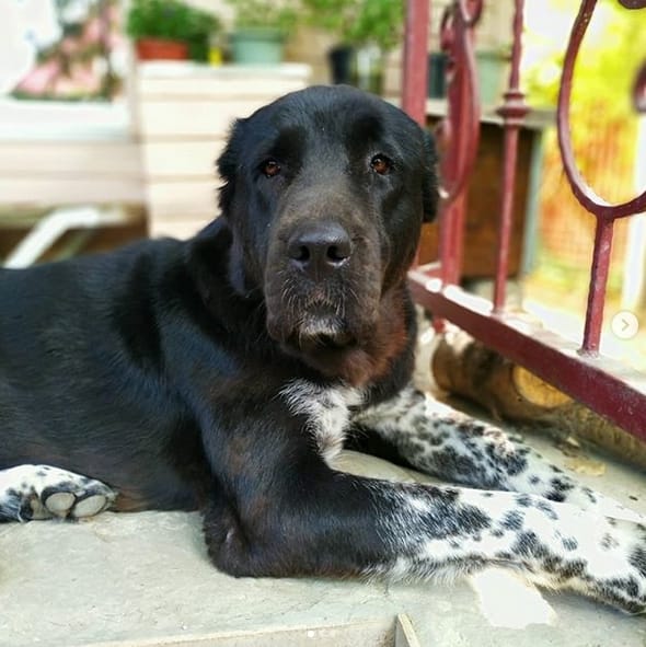 90+ Best Dog Names For Large Breeds PetPress