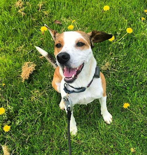 Top 150+ Best Jack Russell Terrier Dog Names PetPress