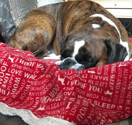 Top 101 Best Male Boxer Puppy Names PetPress