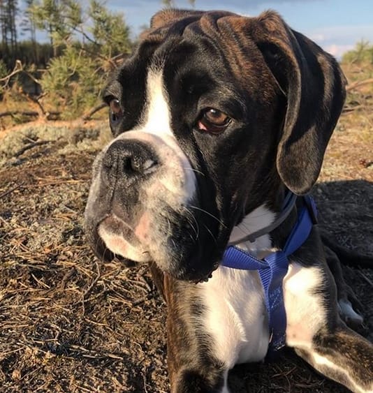 Top 101 Best Male Boxer Puppy Names PetPress