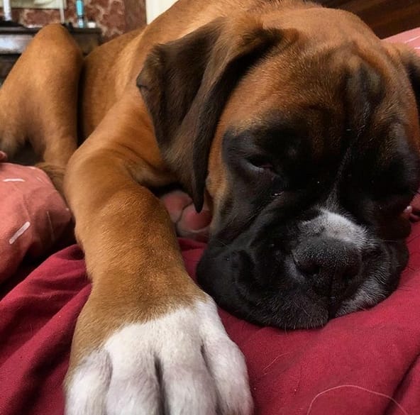 Top 101 Best Male Boxer Puppy Names PetPress