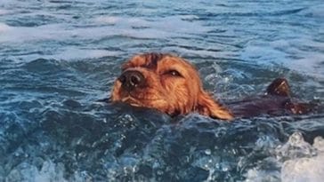 dog swim