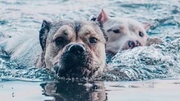 dogs swim