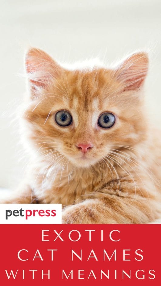 66 Exotic Cat Names With Meanings - PetPress