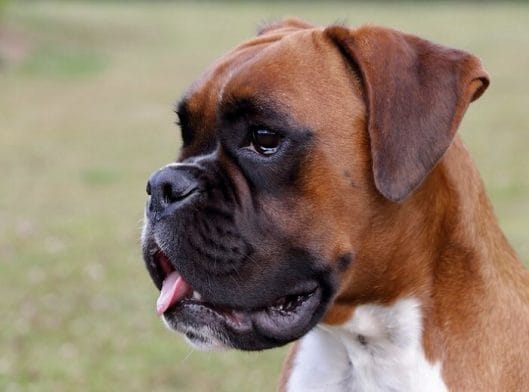 350 Boxer Dog Names - Popular Male and Female Names