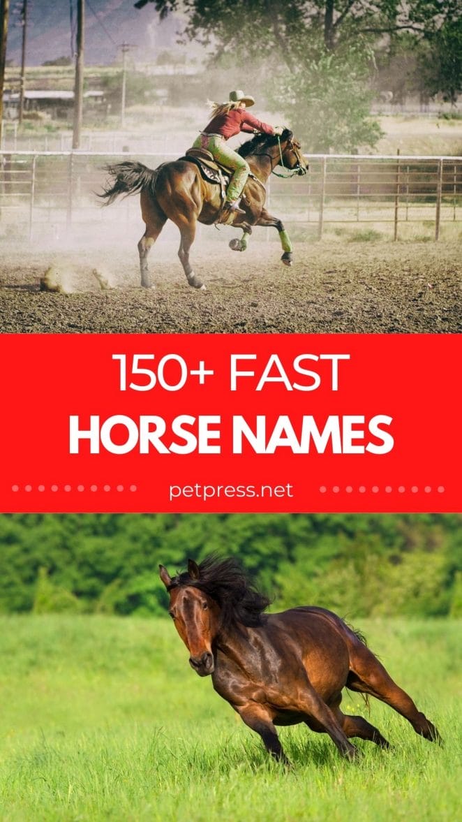 fast horse names