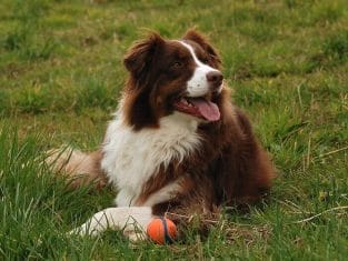 500+ Australian Shepherd Names for Your Aussie Pup! - PetPress