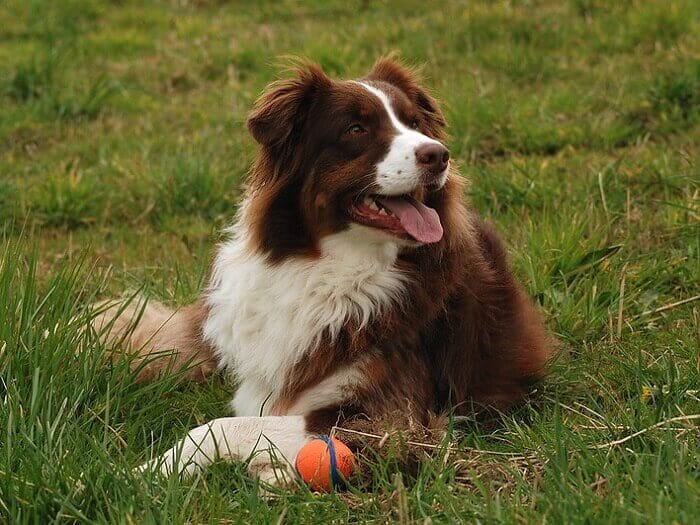 500+ Australian Shepherd Names For Your Aussie Pup! - Petpress