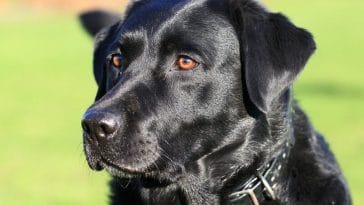 female black lab names