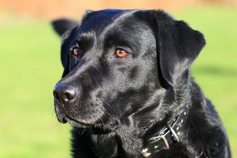 Top 150 Female Black Lab Names For Your Cute Female Black Lab