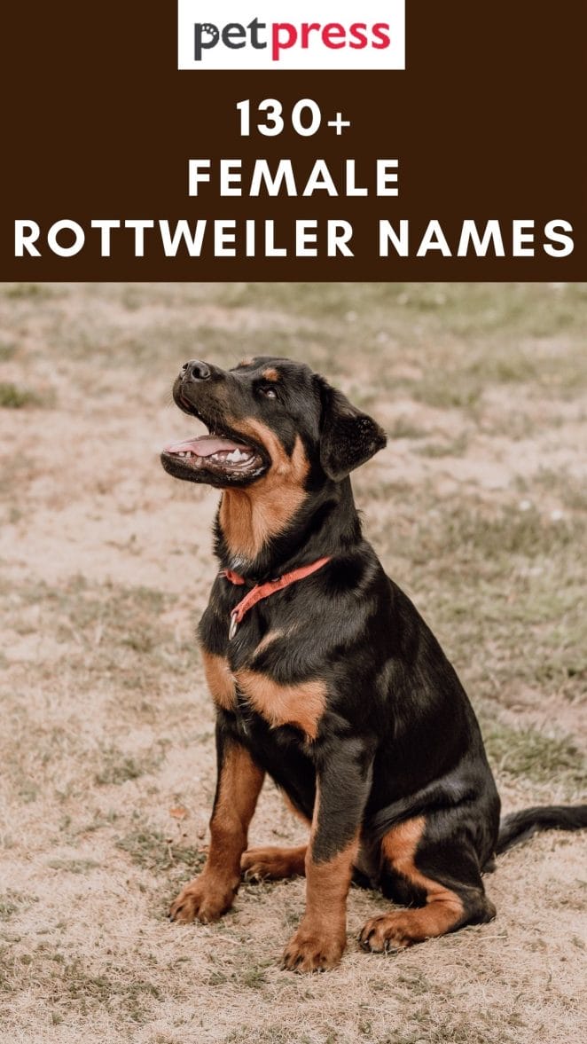female-rottweiler-names