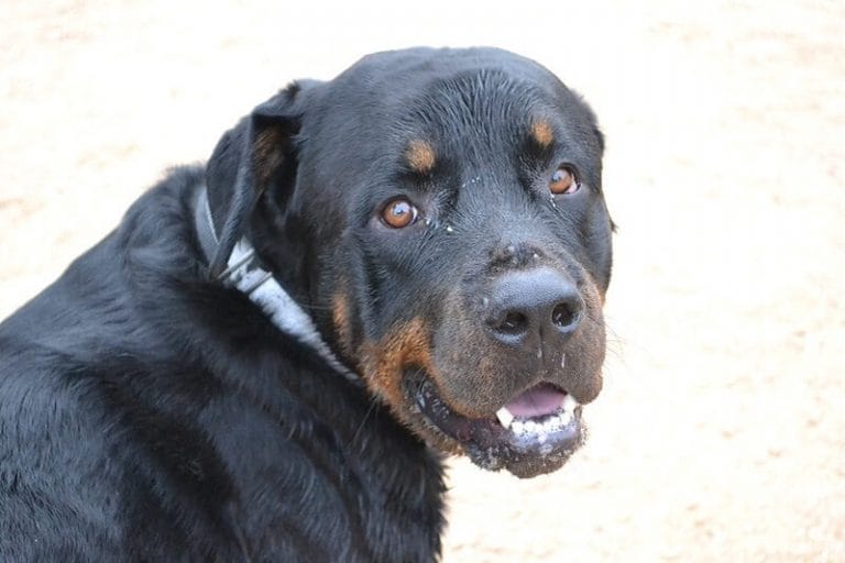 138 Female Rottweiler Names Best Names for Girl Rottweiler Puppies