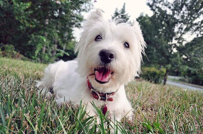 200 Westie Dog Names - West Highland White Terrier Name Ideas - PetPress