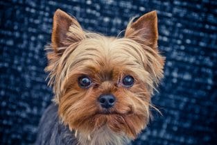 Top 70 Female Yorkie Names – Cute Girl Yorkie Names - PetPress