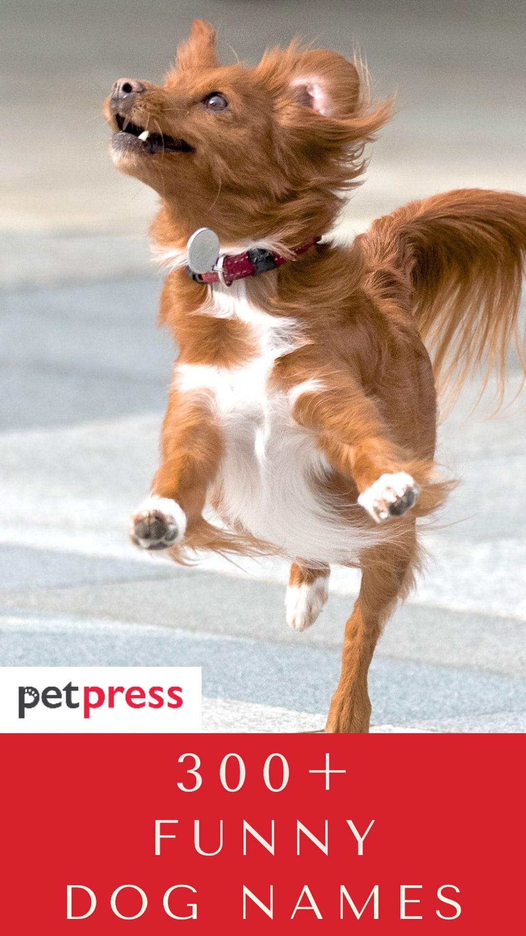 Funny Dog Names 300 Hilarious Ideas for Naming Your Puppy