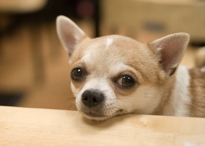 120 Cute Boy Chihuahua Names Male Names for Chihuahuas PetPress
