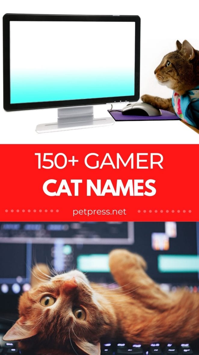 gamer cat names