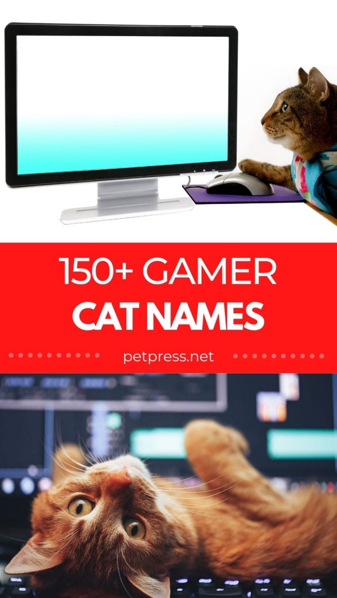 150 Gamer Cat Names List Of Gaming Influenced Cat Name Ideas 150-gamer-cat-names-list-of-gaming-influenced-cat-name-ideas
