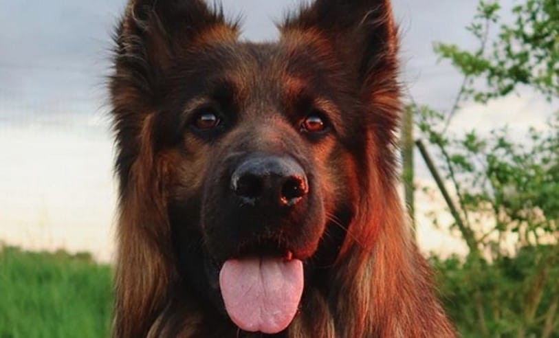 Top 30 German Shepherd Dog Names With Meanings