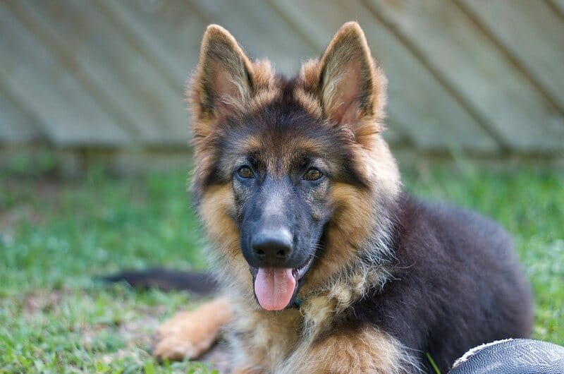 600 Best German Shepherd Names - Male & Female Name Ideas - Petpress