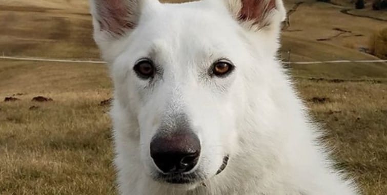 35+ White German Shepherd Dog Names