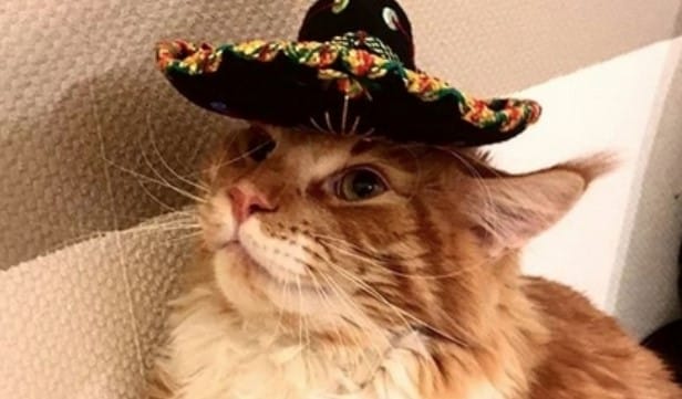 100+ Best Latino Male Cat Names