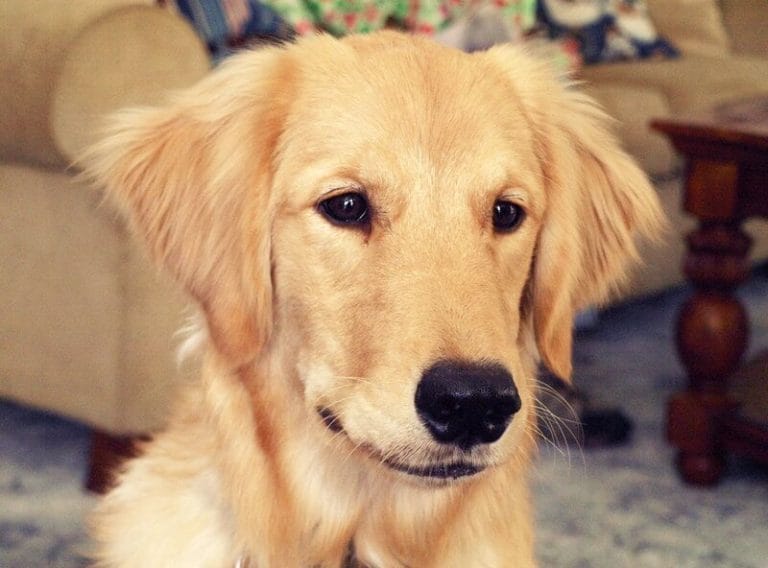 160 Popular Male Golden Retriever Names PetPress