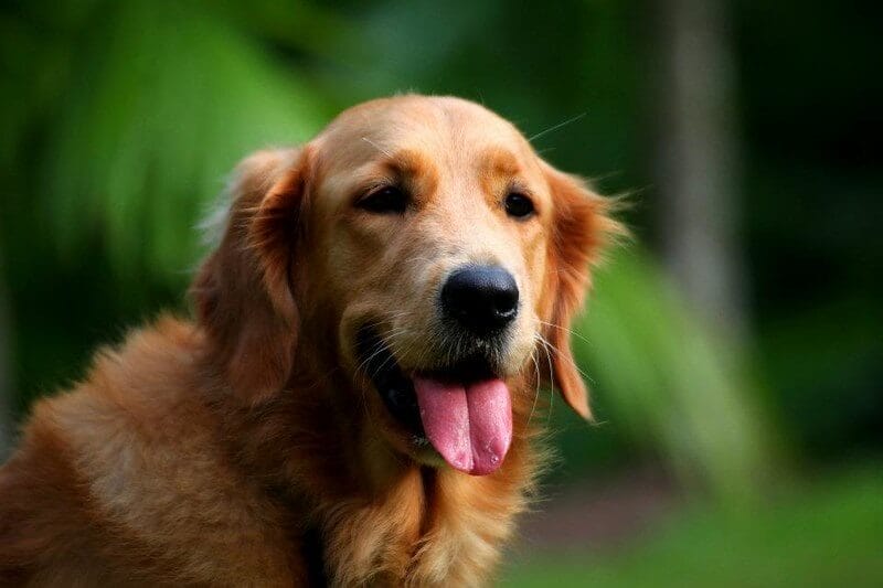 150 Popular Female Golden Retriever Names - PetPress