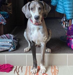 14 Reasons Why You Should Never Own Great Danes - PetPress