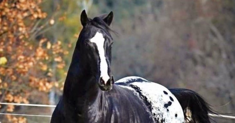 45 Perfect Horse Names For Appaloosa Stallions