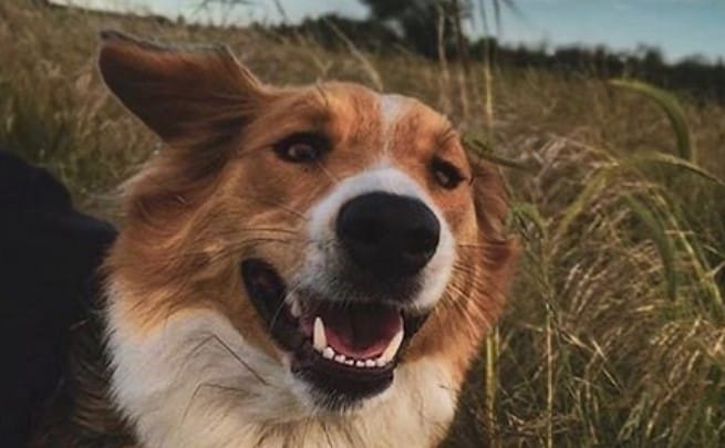 30+ Nature-Inspired Female Dog Names - PetPress