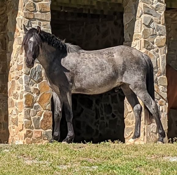 Top 45 Blue Roan Horse Names PetPress