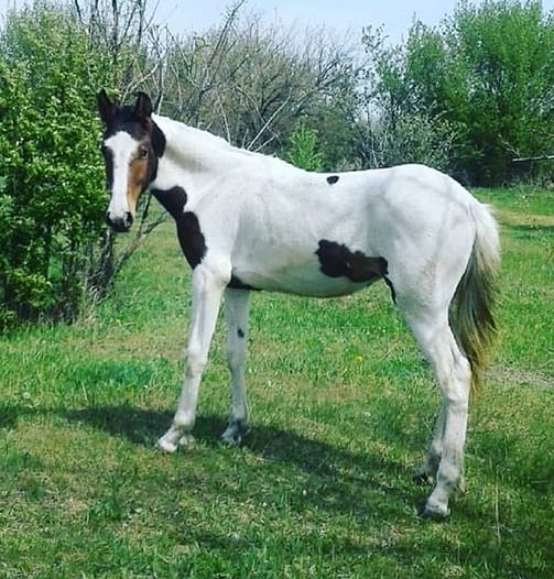 64 Perfect Horse Names For Paint Horses PetPress