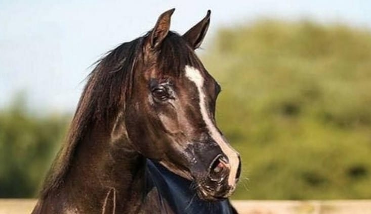 Top 86 Best Female Horse Names for Arabian Horses