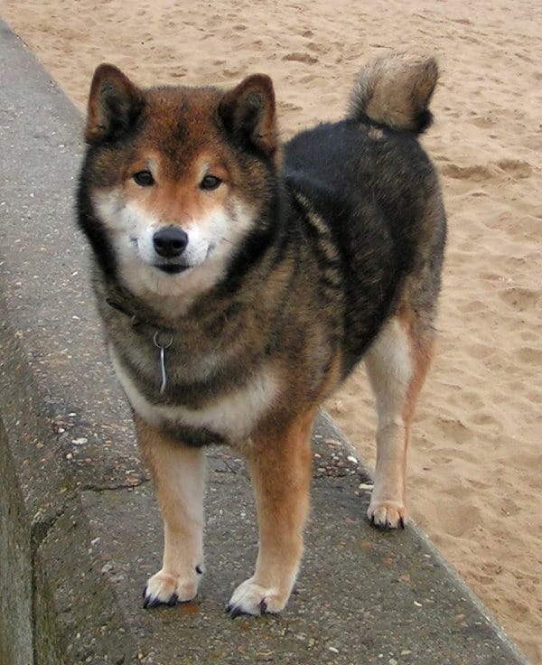 Siberian Husky Mixes: 20 Different Husky Crossbreeds (With Pictures ...