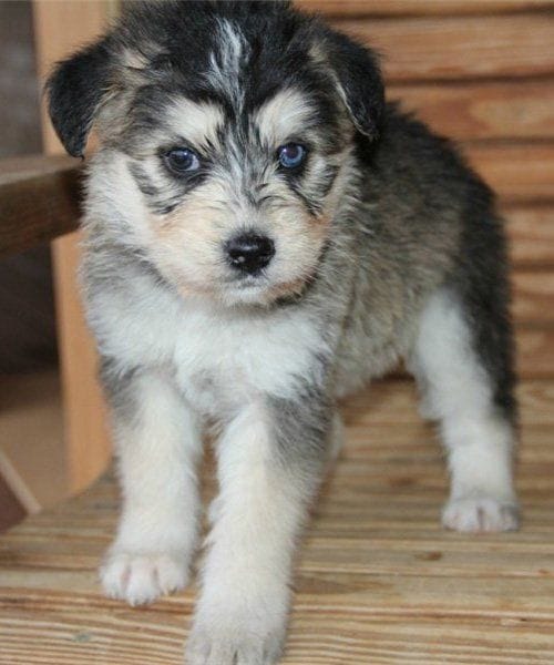 Siberian Husky Mixes: 20 Different Husky Crossbreeds (With Pictures ...