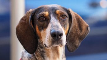 italian food names for dogs