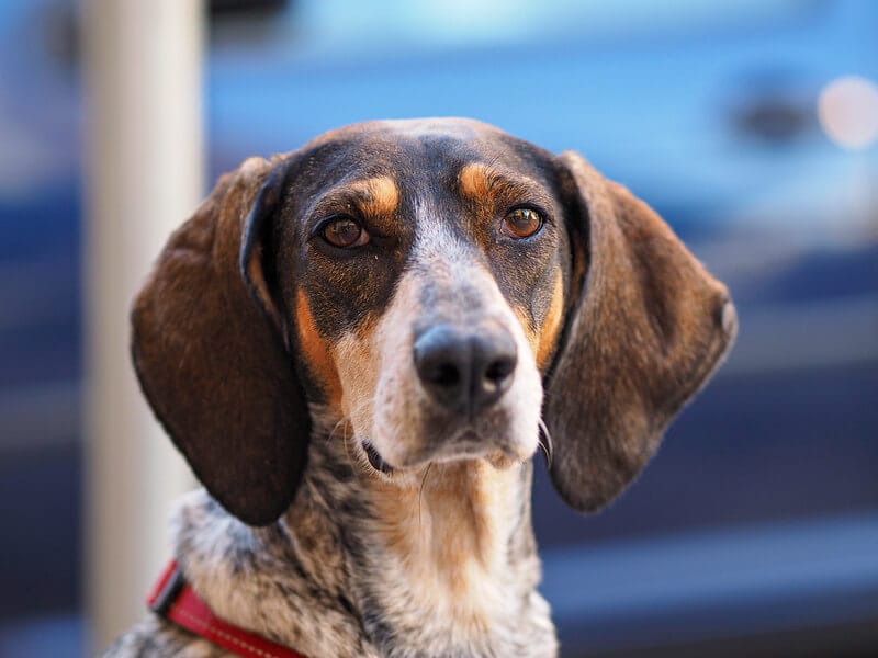 140 Italian Food Names for Dogs That Are Delicious